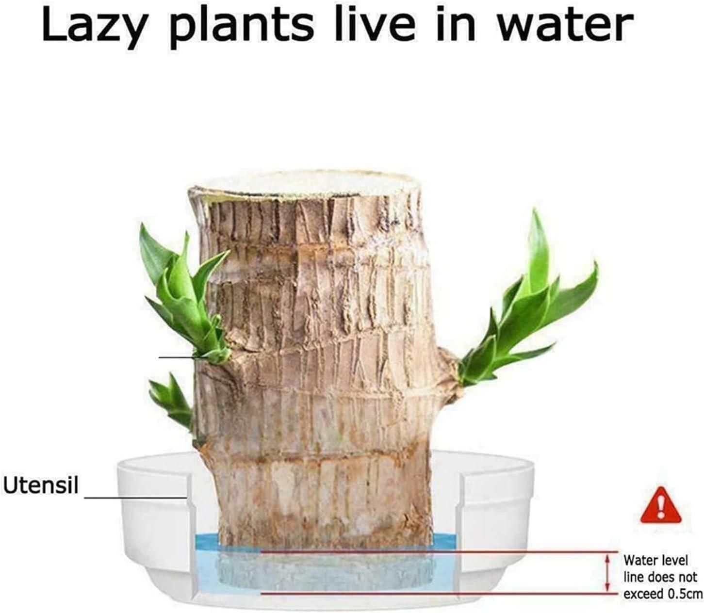 Brazilian Lucky Wood, Mini Home Plant Decorations - Moby Mart