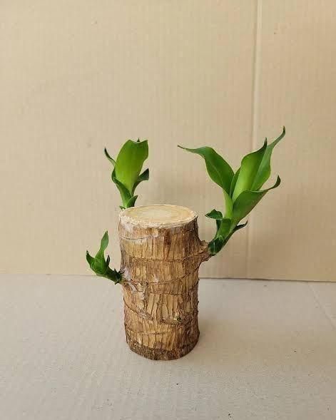 Brazilian Lucky Wood, Mini Home Plant Decorations - Moby Mart