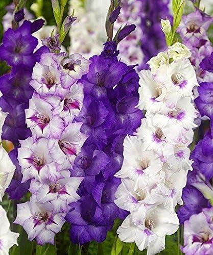 Gladiolus Bulbs Purple Mixture Summer flowering Perennial (Pack of 2)