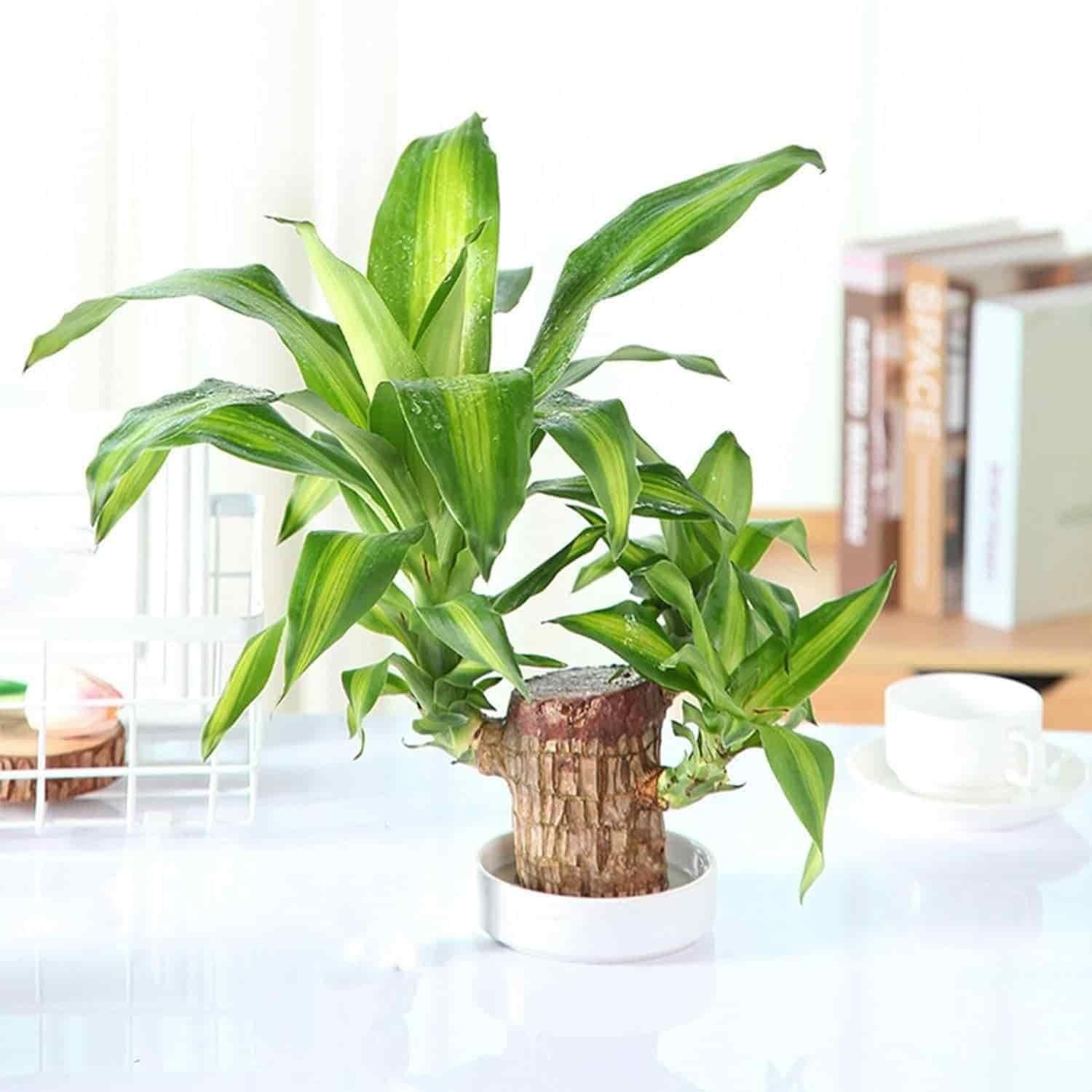 Brazilian Lucky Wood, Mini Home Plant Decorations - Moby Mart