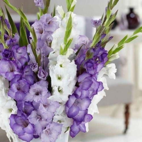 Gladiolus Bulbs Purple Mixture Summer flowering Perennial (Pack of 2)