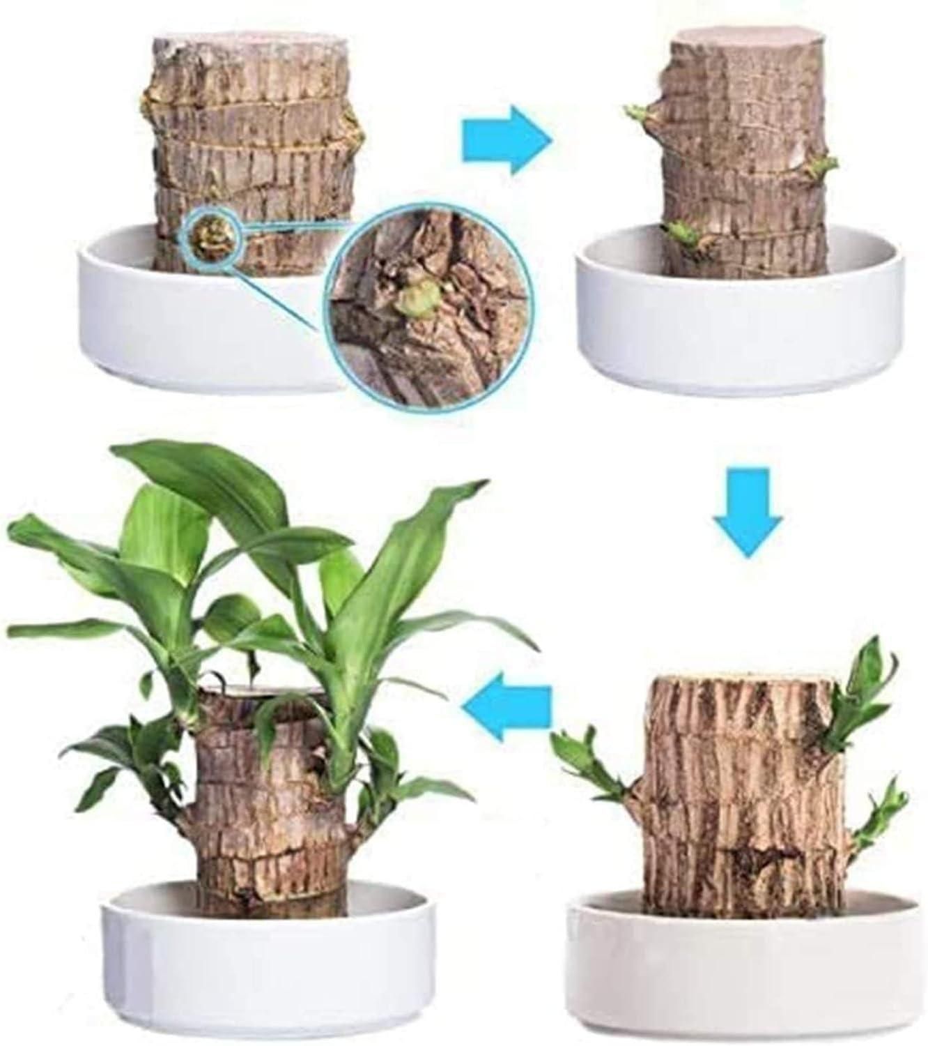 Brazilian Lucky Wood, Mini Home Plant Decorations - Moby Mart